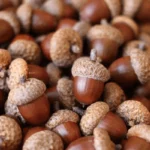 pile-acorns-600nw-742443454